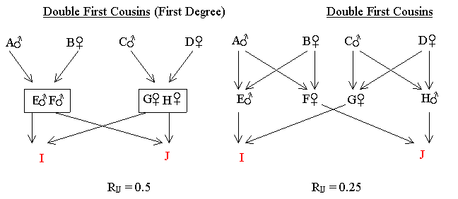 Double Cousins Chart